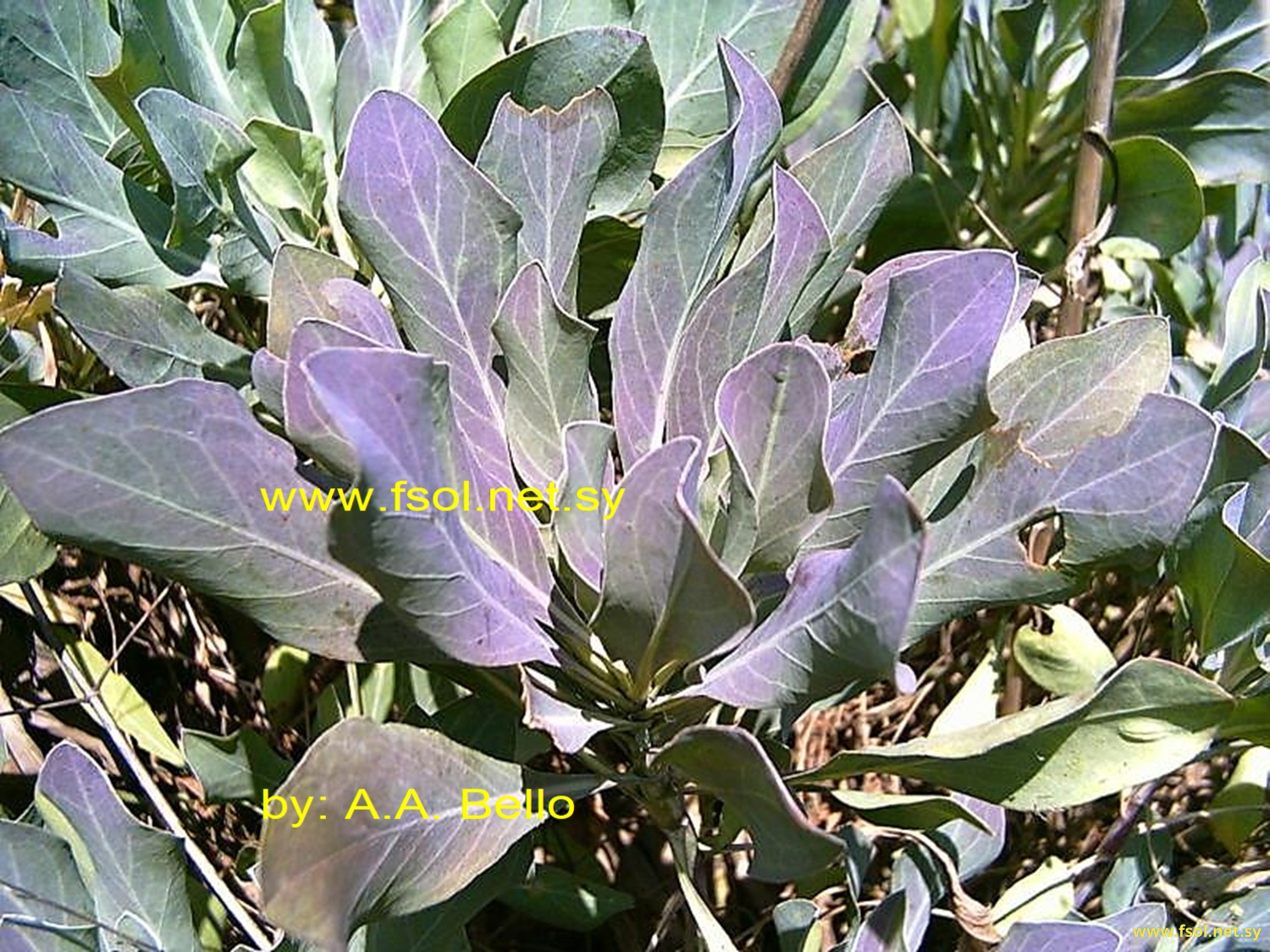 Centaurea ptosimopappa Hayek.